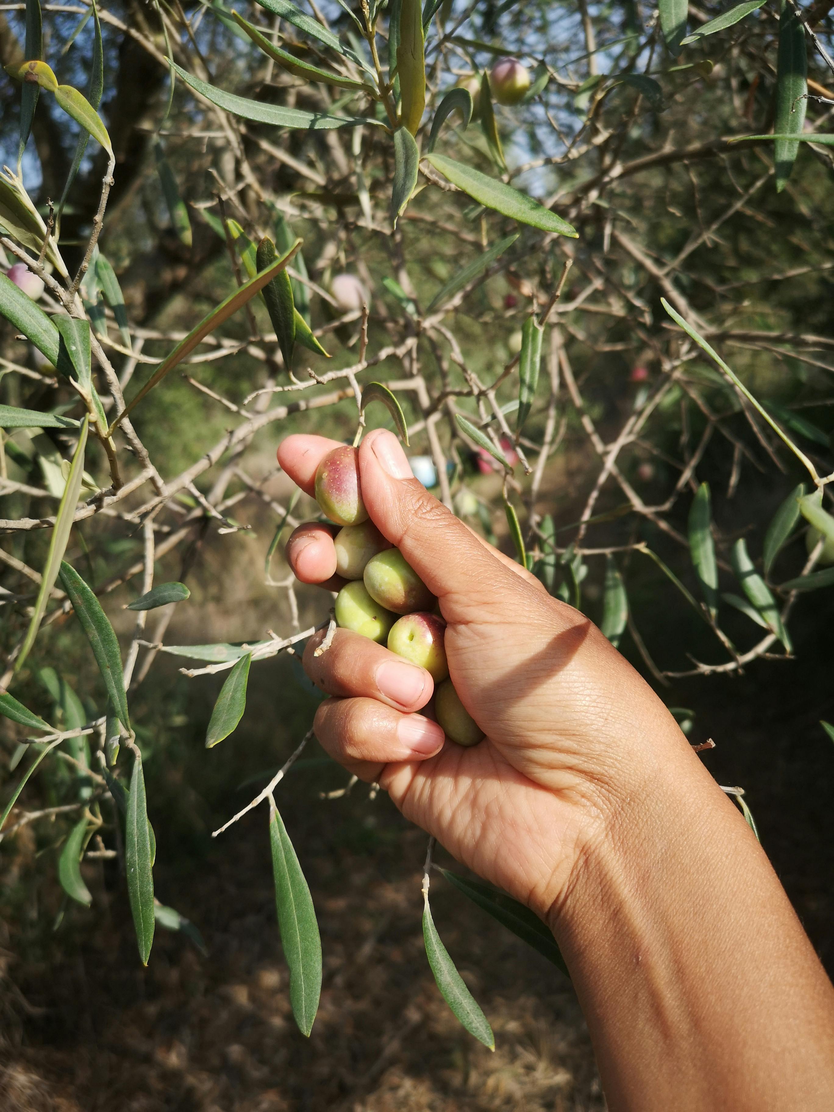 Olive grove