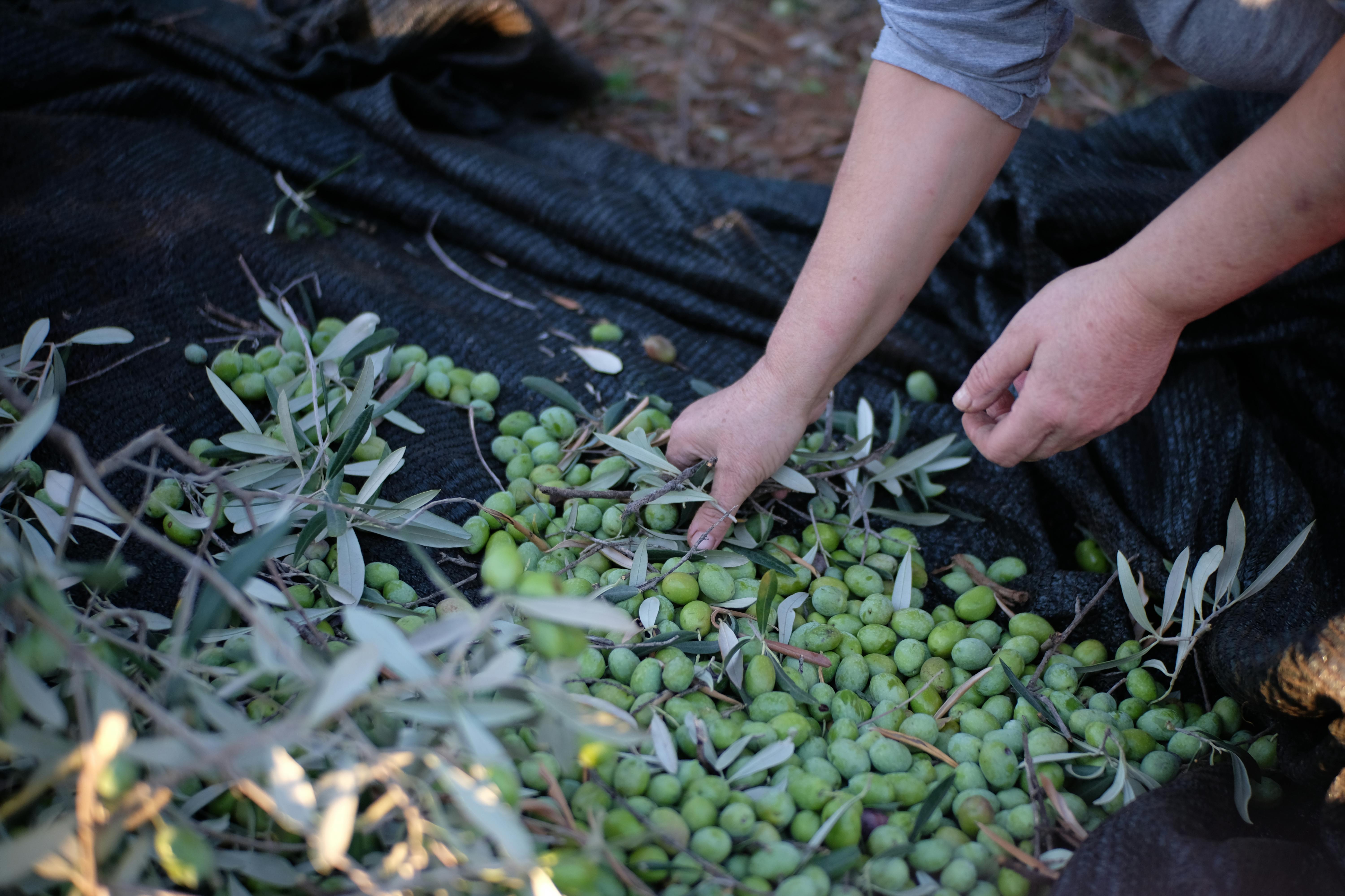 Olive grove